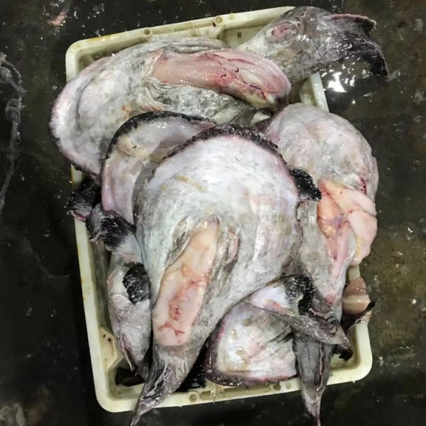 台州海鲜批发 安康鱼鮟鱇鱼 老头鱼海鬼鱼 优质出口冷冻水产品批发