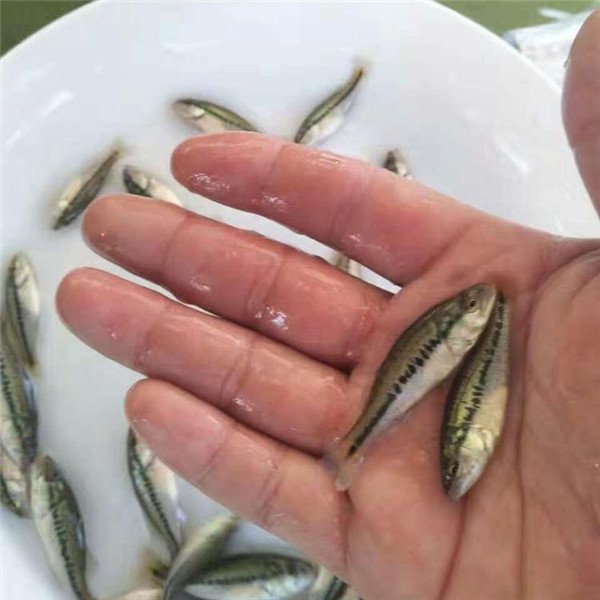 鱼苗供应商 广西贺州有鲈鱼苗 加州鲈鱼苗 黄骨鱼苗批发品种齐全